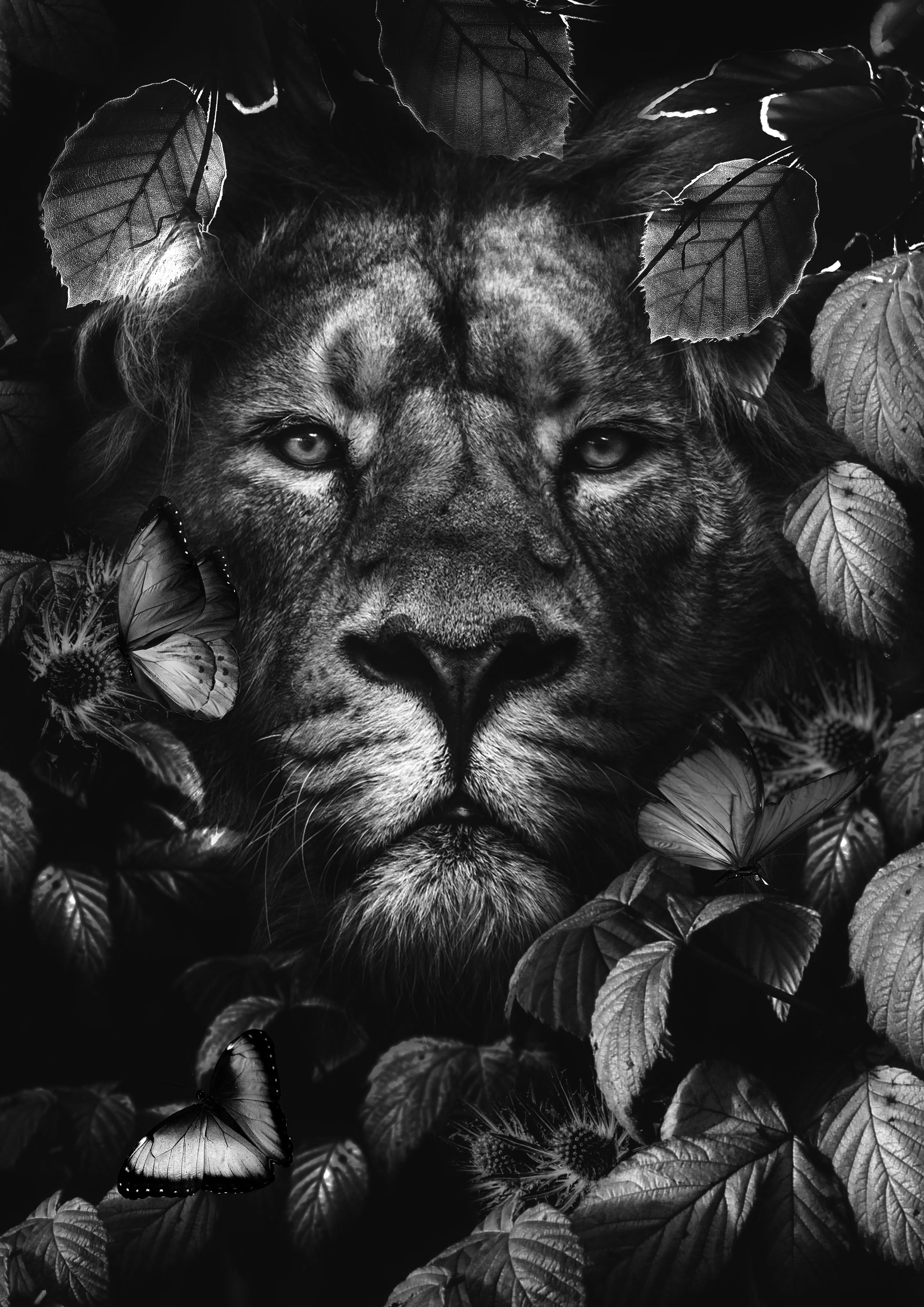 King (Black And White) by Matt Dwyer