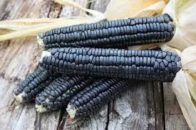 RARE  (NATIVE AMERICAN) Heirloom Organic Black Aztec Corn Seeds (Black Mexican Corn) Seeds