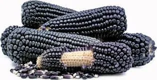 RARE  (NATIVE AMERICAN) Heirloom Organic Black Aztec Corn Seeds (Black Mexican Corn) Seeds