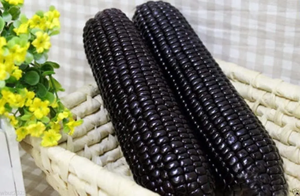 RARE  (NATIVE AMERICAN) Heirloom Organic Black Aztec Corn Seeds (Black Mexican Corn) Seeds