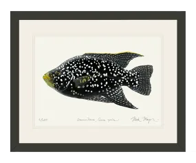 Starry Night Cichlid I Print