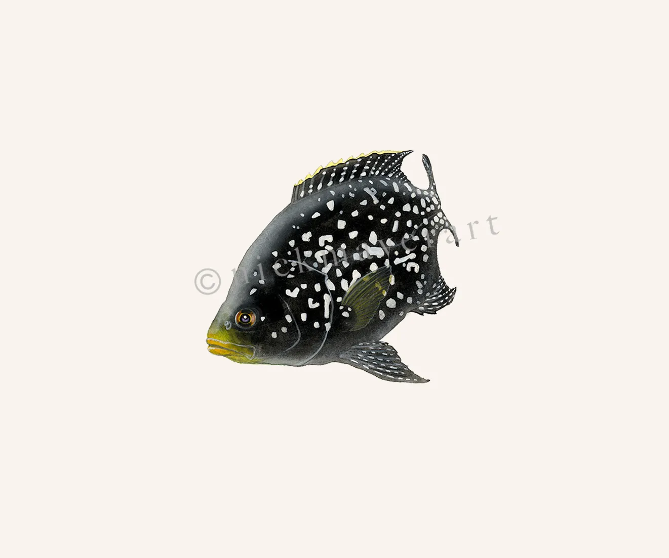 Starry Night Cichlid II Print